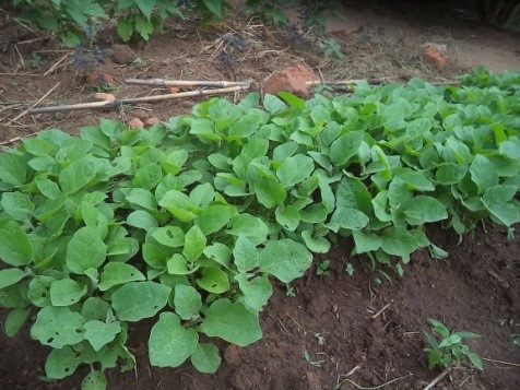 Eggplants ready for transplant